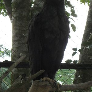 black eagle (Ictinaetus malayensis)