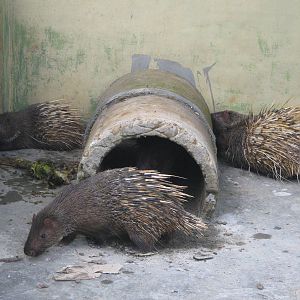 Porcupines