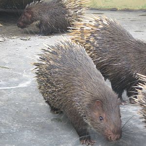 Porcupines