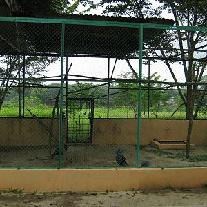 aviaries for blue crowned pigeons (Goura cristata)