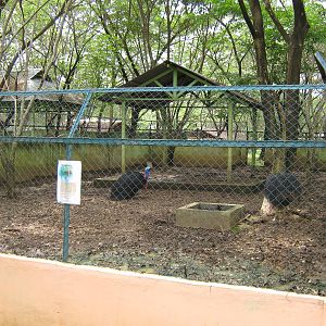 pen for common cassowary (Casuarius casuarius)