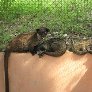 civets