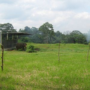 elephant in its shelter