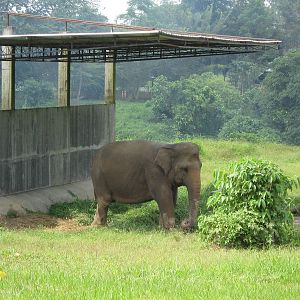 Asian elephant
