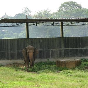 Asian elephant