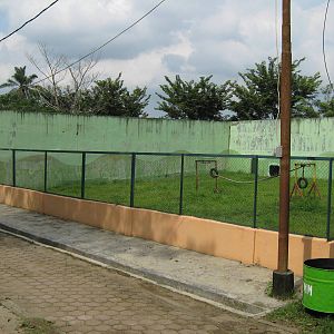 orang-utan enclosure
