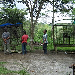 gibbon cages