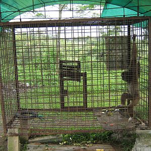 white-handed gibbon (Hylobates lar)