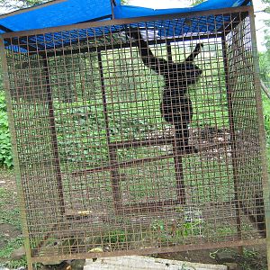 agile gibbon (Hylobates agilis)