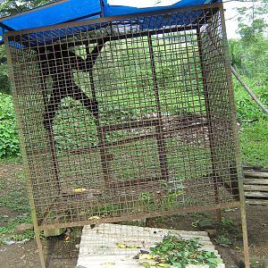 agile gibbon (Hylobates agilis)