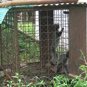 silvered langurs (Trachypithecus cristatus)