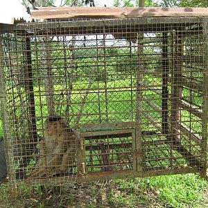 southern pig-tailed macaque (Macaca nemestrina)
