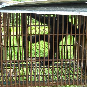young siamang (Symphalangus syndactylus)