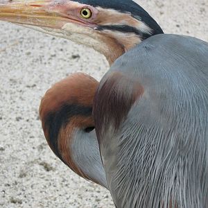 purple heron (Ardea purpurea)