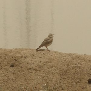 crested lark