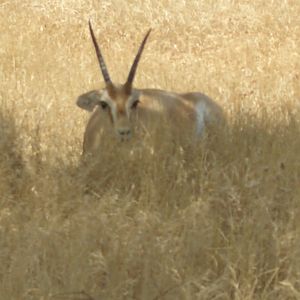 dorcas gazelle
