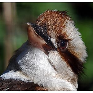 Laughing Kookaburra