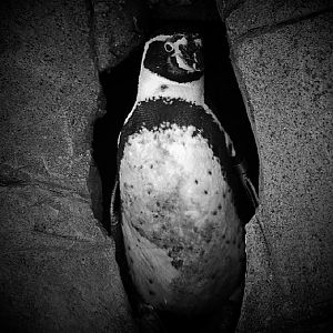 Humbolt Penguin