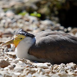 Masked Plover
