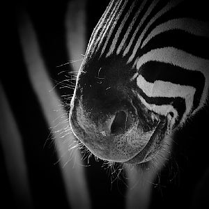 Chapmans Zebra