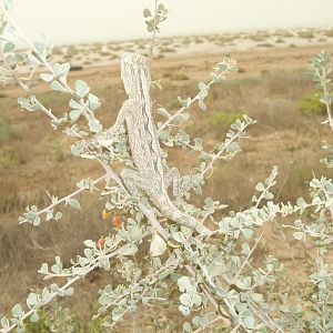 biue-throated agamid