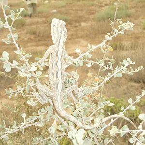 blue-throated agamid