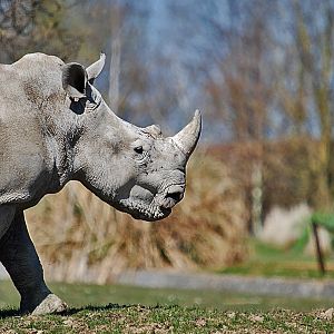 Southern White Rhino