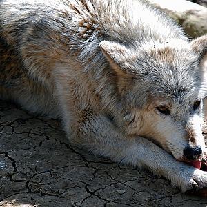 Grey Wolf