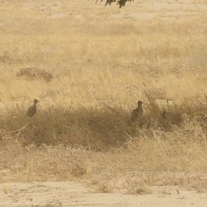 cream-coloured courser