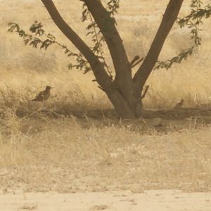 cream-coloured courser