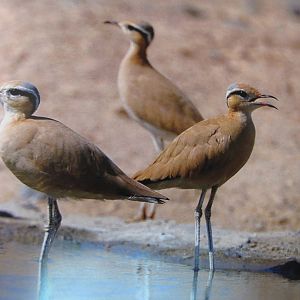 cream-coloured courser