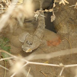 mudskipper