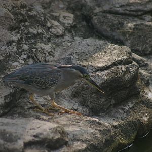 little heron (Butorides striata)
