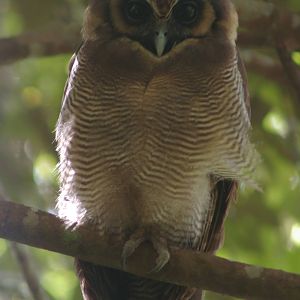 brown wood owl (Strix leptogrammica)