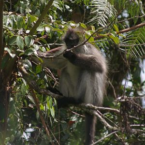 white-thighed langur (Presbytis siamensis)