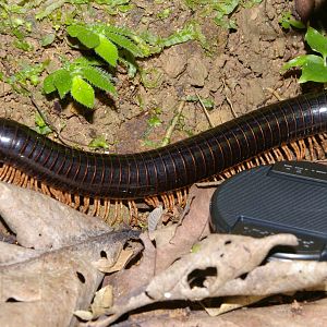 giant millipede