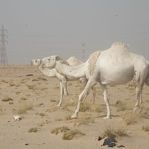arabian camel(wadha)