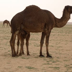 arabian camel