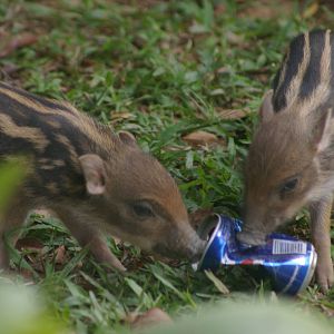 wild piglets (Sus scrofa cristatus)