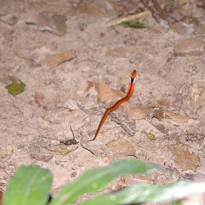 baby blue-necked keelback (Macropisthodon rhodomelas)