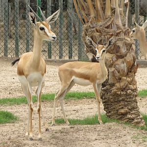 dorcas gazelle