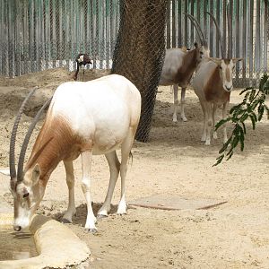 scimitar-horned oryx