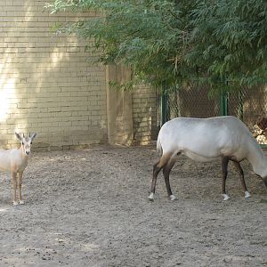 arabian oryx
