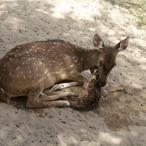 axis deer/chital