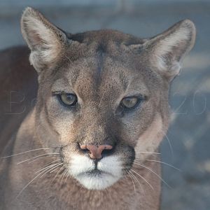 Mountain Lion