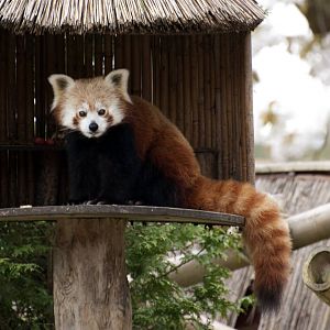 red panda