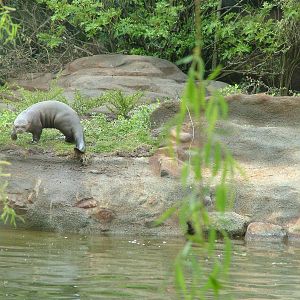 Giant Otter at Chester 25/04/10