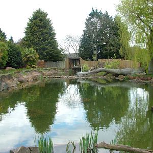 Giant Otter exhibit at Chester 25/04/10