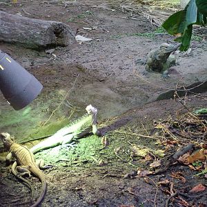 Iguanas at Chester 25/04/10