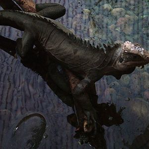 Lesser Antillean Iguana at Chester 25/04/10